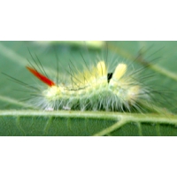 Pale Tussock pudibunda 15 eggs or 10 larvae, according to availability